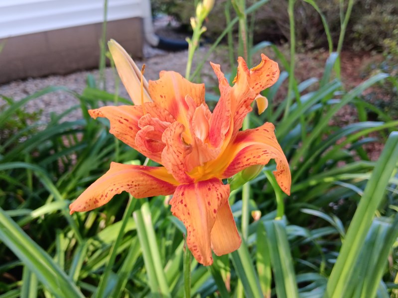 Garden photo